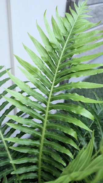 Amazon｜観葉植物 シダ植物 ブレクナム シルバーレディ 7号サイズ
